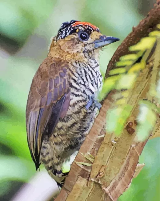 Piculet Diamond Paints Piculet Diamond Painting