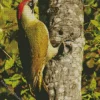 Picus Bird Diamond Painting