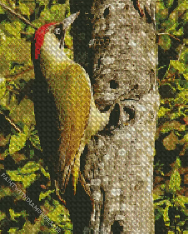 Picus bird Diamond By Numbers Picus Bird Diamond Painting