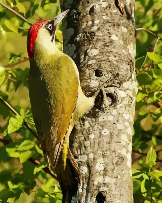 Picus bird Diamond Paints Picus Bird Diamond Painting