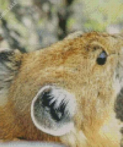 Pika Close Up Diamond Painting