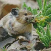 Pika Collecting Food Diamond Painting