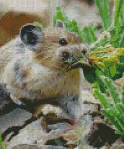 Pika Collecting Food Diamond Painting