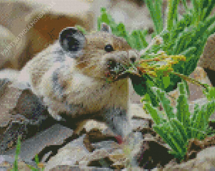 Pika collecting food Diamond By Numbers Pika Collecting Food Diamond Painting