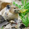 Pika Collecting Food Diamond Painting