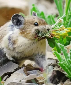 Pika Collecting Food Diamond Painting