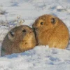 Pika Couple Animals In Snow Diamond Painting