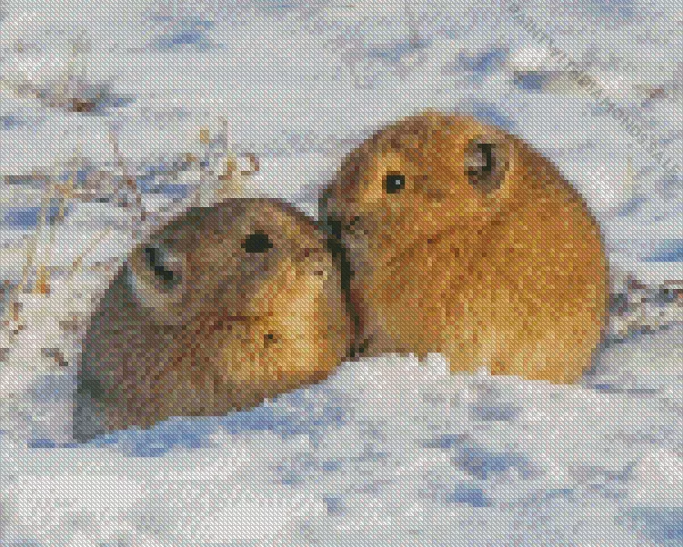 Pika couple animals in snow Diamond By Numbers Pika Couple Animals In Snow Diamond Painting