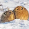 Pika Couple Animals In Snow Diamond Painting