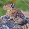 Pika On Rock Diamond Painting