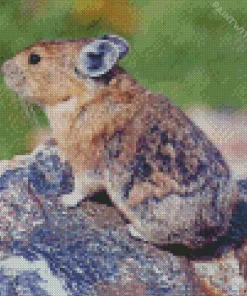 Pika On Rock Diamond Painting