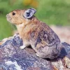 Pika On Rock Diamond Painting