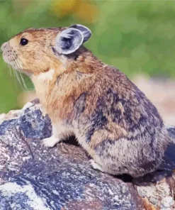 Pika On Rock Diamond Painting