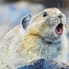Pika With Opened Mouth Diamond Painting