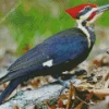 Pileated Woodpecker Diamond Painting