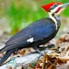 Pileated Woodpecker Diamond Painting