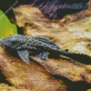 Pleco Diamond Painting