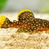 Pleco Fish Diamond Painting