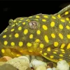 Pleco Fish Close Up Diamond Painting
