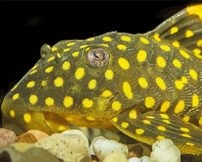 Pleco Fish close up Diamond Paints Pleco Fish Close Up Diamond Painting