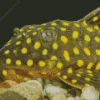 Pleco Fish Close Up Diamond Painting