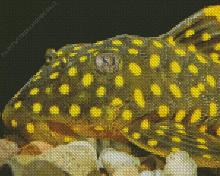 Pleco Fish close up Diamond With Numbers Pleco Fish Close Up Diamond Painting