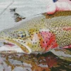 Rainbow Trout Close Up Diamond Painting