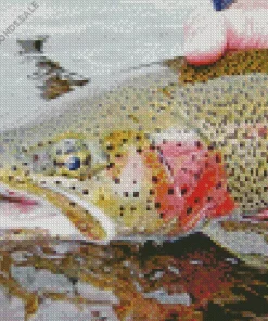 Rainbow Trout Close Up Diamond Painting