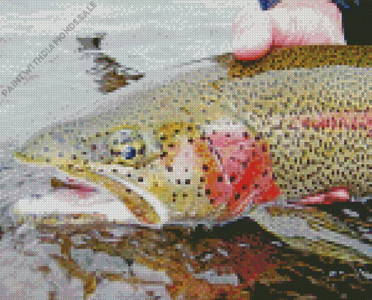 Rainbow Trout close up Diamond Paintings Rainbow Trout Close Up Diamond Painting