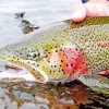 Rainbow Trout Close Up Diamond Painting