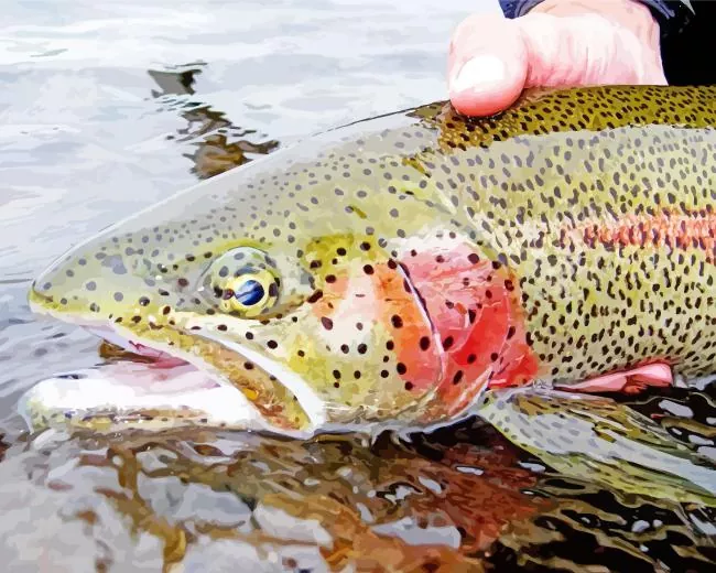 Rainbow Trout close up Diamond With Numbers Rainbow Trout Close Up Diamond Painting
