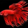 Red Crowntail Betta Diamond Painting