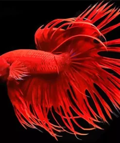 Red Crowntail Betta Diamond Painting