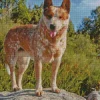 Red Heeler Diamond Painting