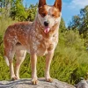 Red Heeler Diamond Painting