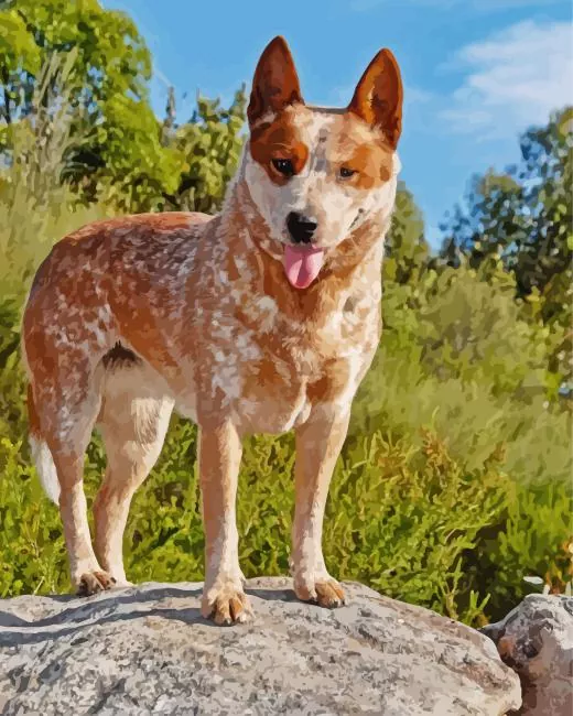 Red Heeler Diamond Paintings Red Heeler Diamond Painting