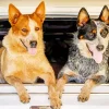 Red Heeler And Blue Heeler Dogs Diamond Painting