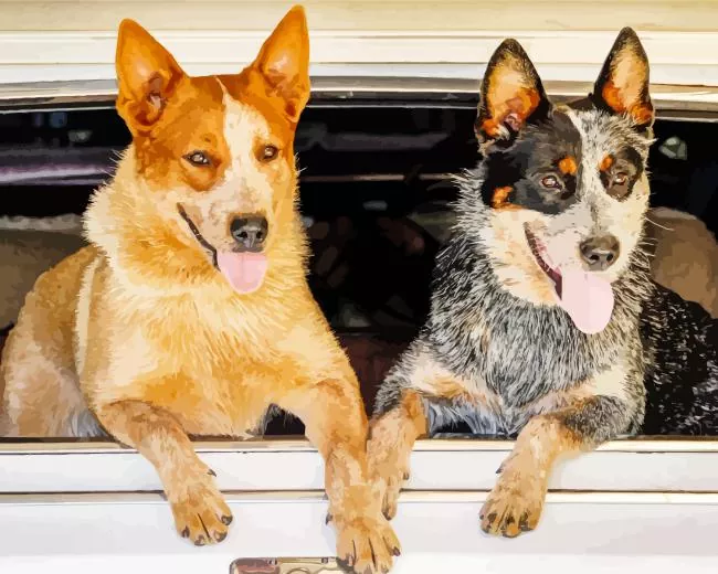 Red Heeler and blue heeler dogs Diamond Paintings Red Heeler And Blue Heeler Dogs Diamond Painting