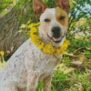 Red Heeler And Yellow Flowers Diamond Painting