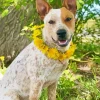 Red Heeler And Yellow Flowers Diamond Painting