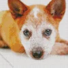 Red Heeler Close Up Diamond Painting