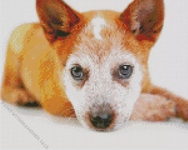 Red Heeler close up Diamond Dotz Red Heeler Close Up Diamond Painting
