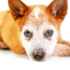 Red Heeler Close Up Diamond Painting