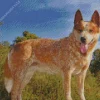 Red Heeler Dog Diamond Painting
