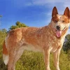 Red Heeler Dog Diamond Painting