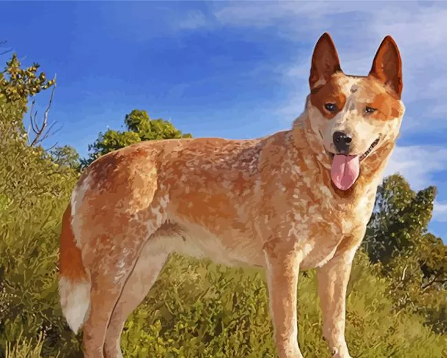 Red Heeler dog Diamond Paintings Red Heeler Dog Diamond Painting