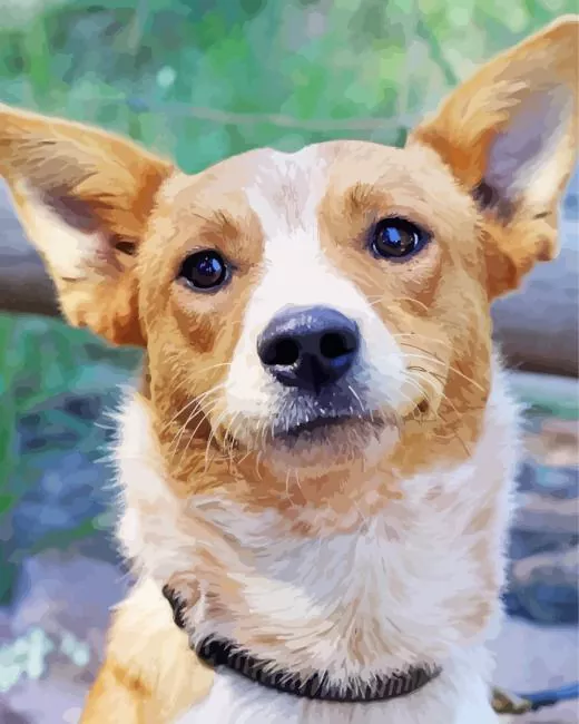 Red Heeler head Diamond Paintings Red Heeler Head Diamond Painting