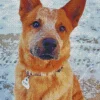 Red Heeler In Snow Diamond Painting