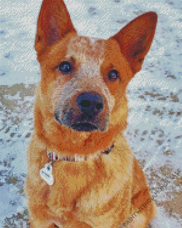 Red Heeler in snow Diamond Dotz Red Heeler In Snow Diamond Painting