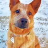 Red Heeler In Snow Diamond Painting